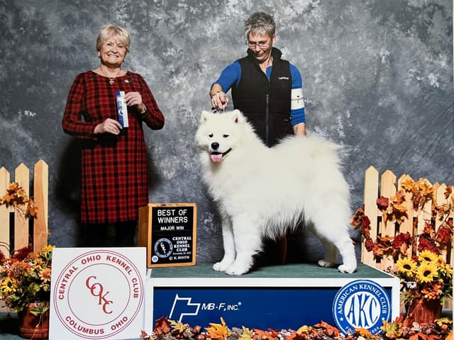 Samoyed Puppies 217-273-5480 media 5