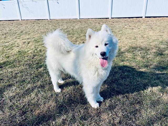 Samoyed Puppies 217-273-5480 media 6