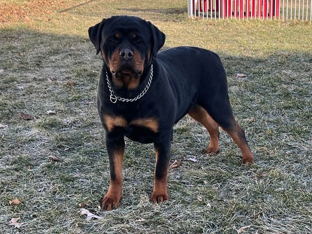 Rottweiler Puppies 217-273-5480 media 3