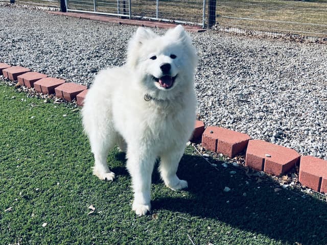 Samoyed Puppies 217-273-5480 media 4