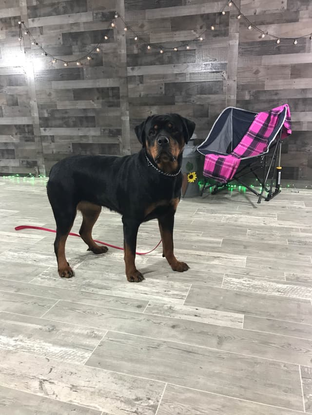 Rottweiler Puppies 217-273-5480 media 4