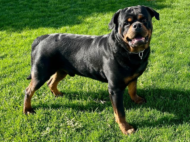 Rottweiler Puppies 217-273-5480 media 3