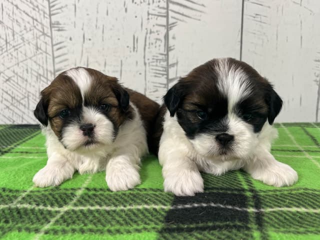 Shih Tzu Puppies 217-273-5480 media 5