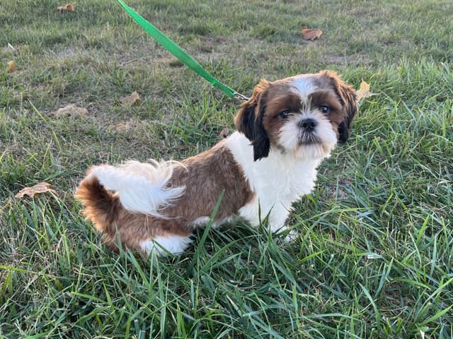 Shih Tzu Puppies 217-273-5480 media 6
