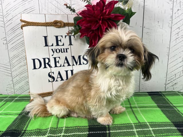 Shih Tzu Puppies 217-273-5480 media 7