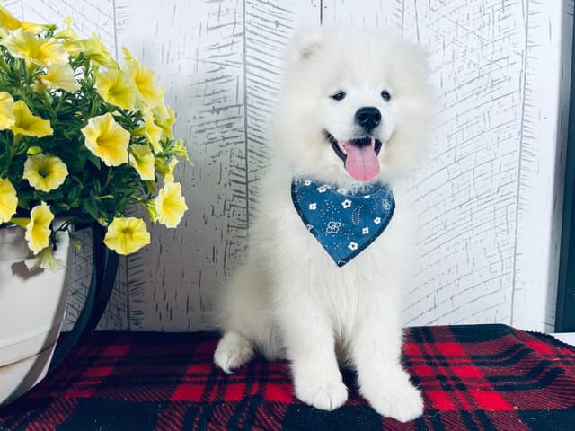 Samoyed Puppies 217-273-5480 media 3