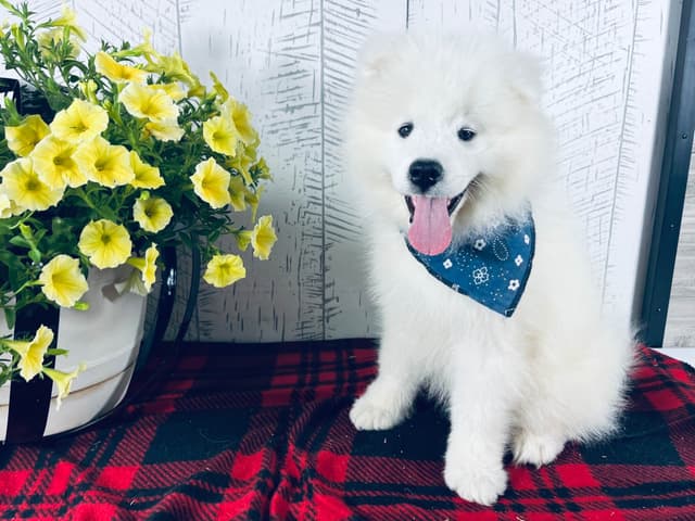 Samoyed Puppies 217-273-5480 media 4