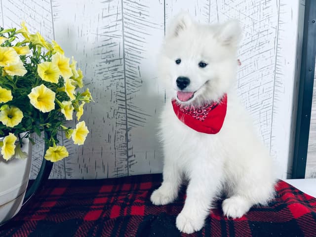 Samoyed Puppies 217-273-5480 media 2