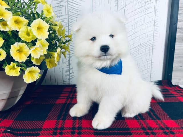 Samoyed Puppies 217-273-5480 media 2