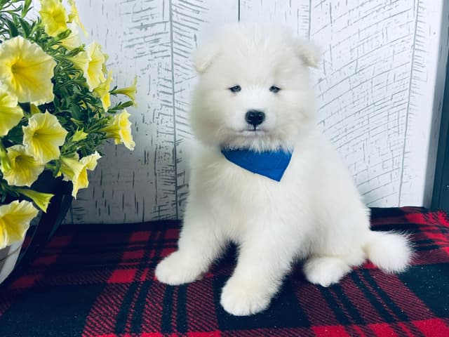 Samoyed Puppies 217-273-5480 media 3