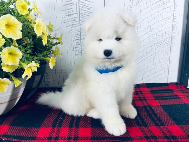 Samoyed Puppies 217-273-5480 media 4