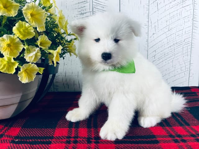 Samoyed Puppies 217-273-5480 media 5