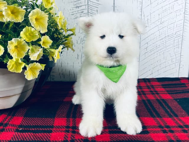 Samoyed Puppies 217-273-5480 media 6