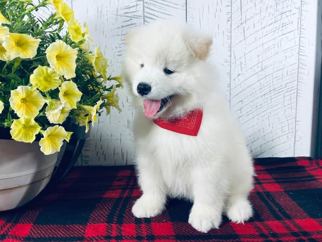 Samoyed Puppies 217-273-5480 media 7