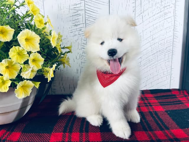 Samoyed Puppies 217-273-5480 media 8