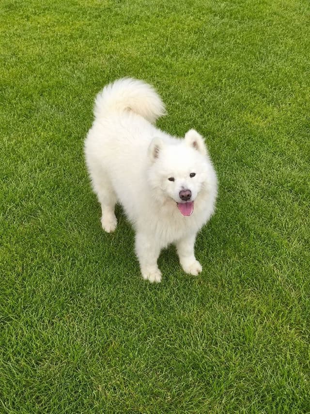 Samoyed Puppies 217-273-5480 media 10