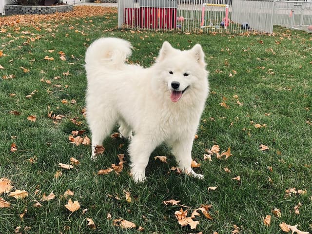 Samoyed Puppies 217-273-5480 media 9