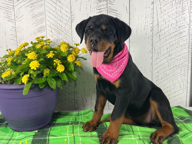 Rottweiler Puppies 217-273-5480 media 2