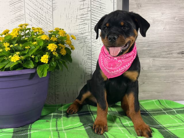 Rottweiler Puppies 217-273-5480 media 2