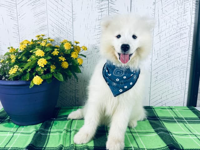 Samoyed Puppies 217-273-5480 media 2