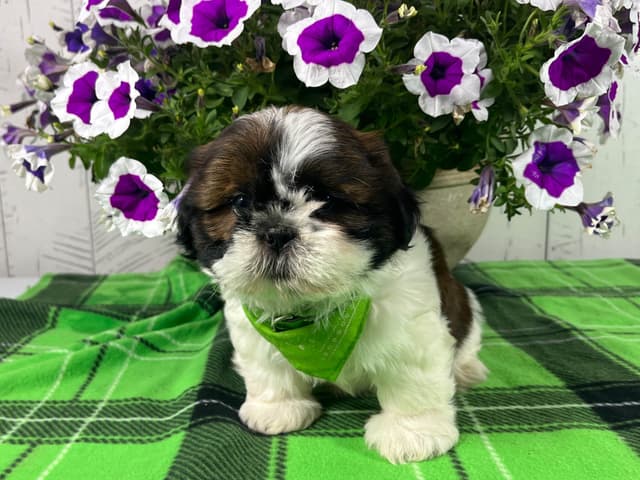 Shih Tzu Puppies 217-273-5480 media 2