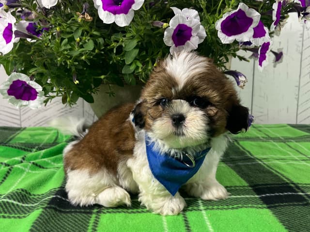 Shih Tzu Puppies 217-273-5480 media 3