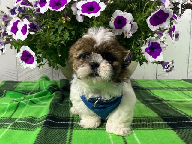 Shih Tzu Puppies 217-273-5480 media 4