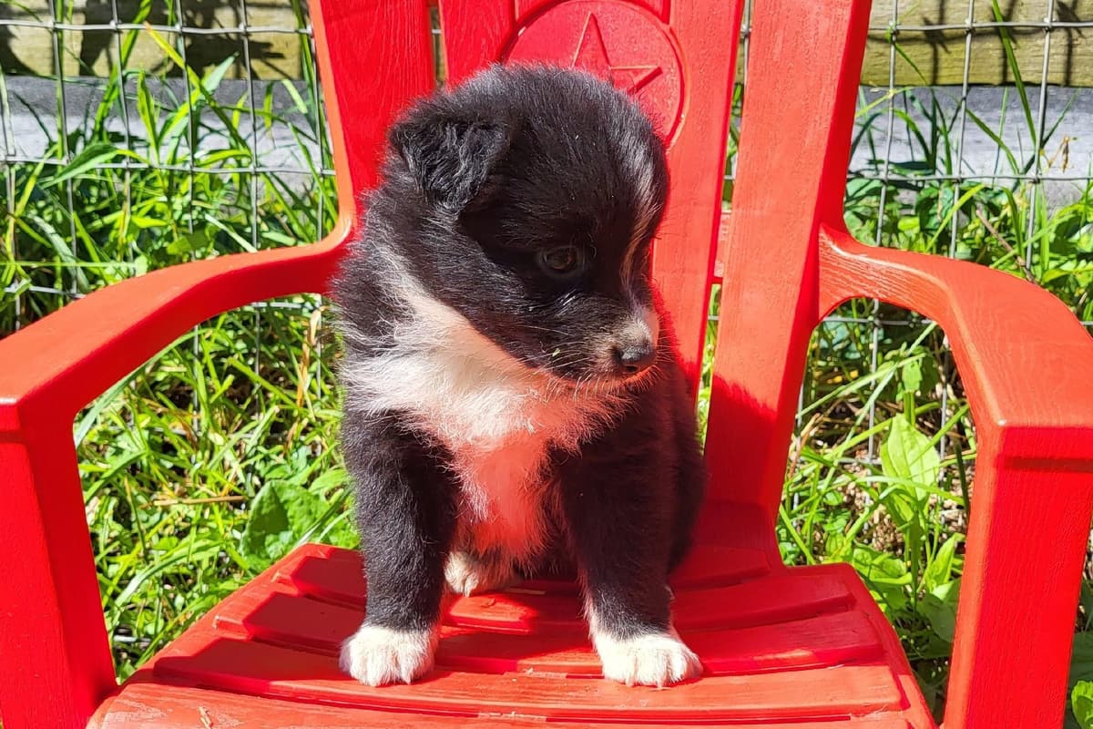 Australian Shepherd Puppies breeder image 4