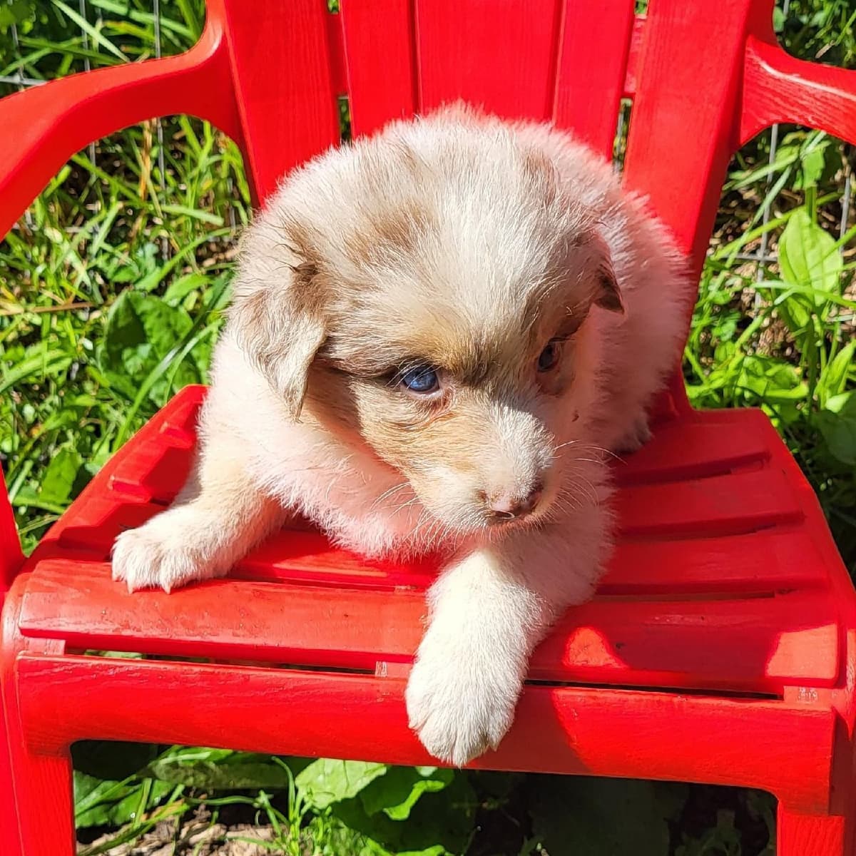 Australian Shepherd Puppies breeder image 5