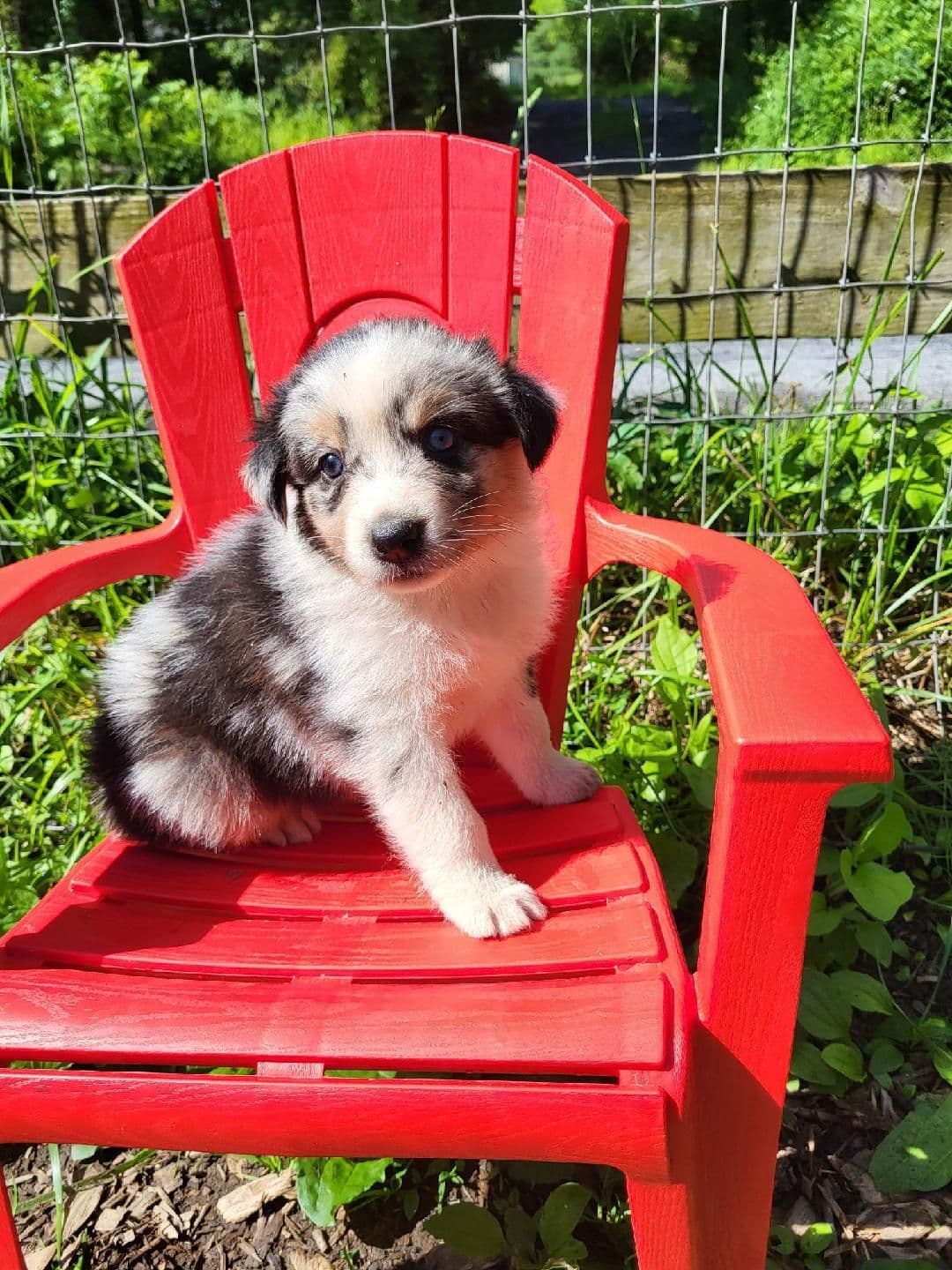 Australian Shepherd Puppies breeder image 7