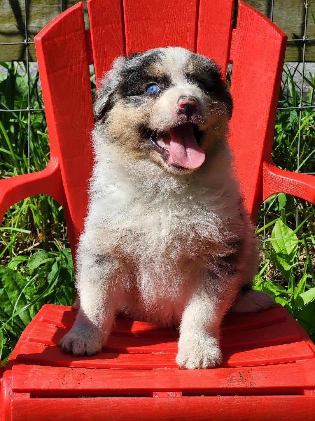 Australian Shepherd Puppies breeder image 6