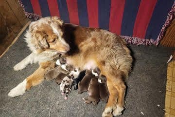 Australian Shepherd Puppies breeder image 8