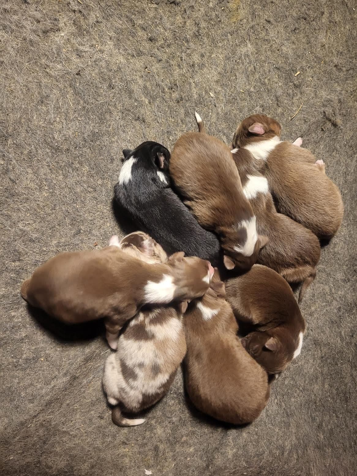 Australian Shepherd Puppies breeder image 10