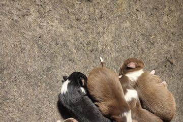Australian Shepherd Puppies breeder image 11