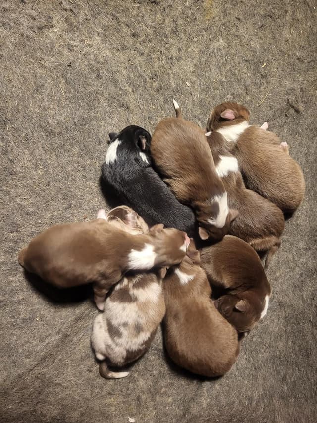 Australian Shepherd Puppies media 2