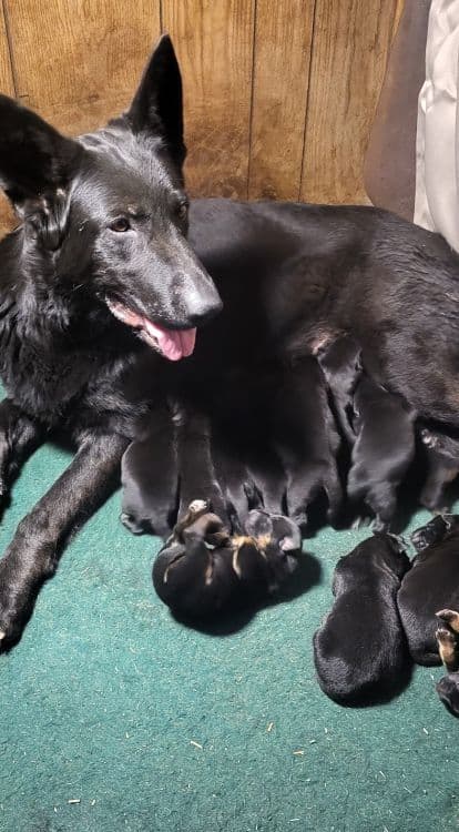 German Shepherd Dog Puppies media 2