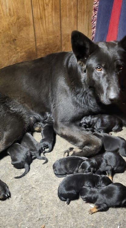 German Shepherd Dog Puppies media 4