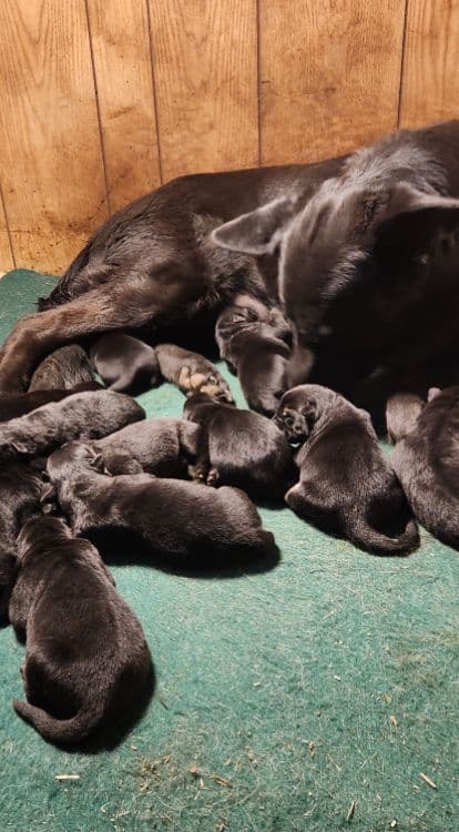 Australian Shepherd Puppies breeder image 15