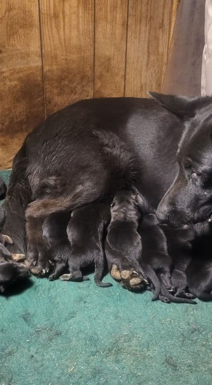 Australian Shepherd Puppies breeder image 18