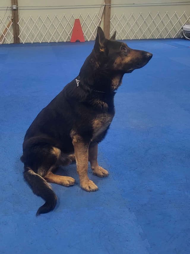 German Shepherd Dog Puppies media 5