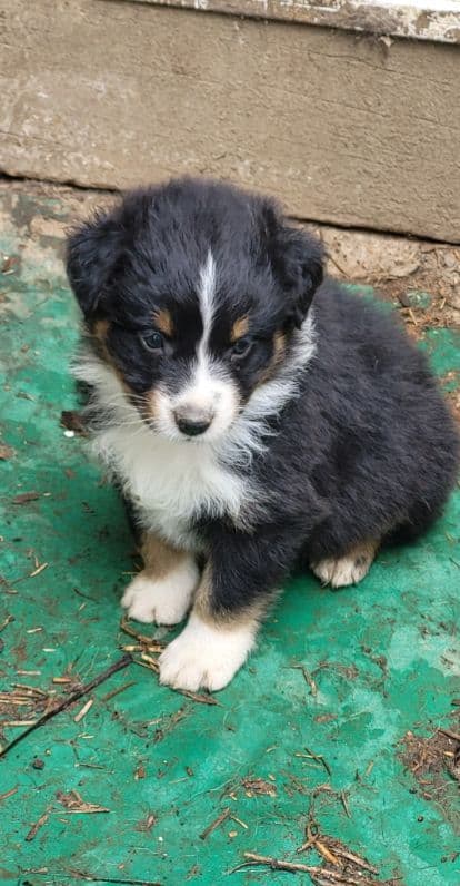 Australian Shepherd Puppies media 4