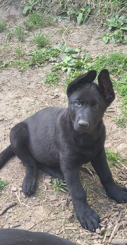 German Shepherd Dog Puppies media 6