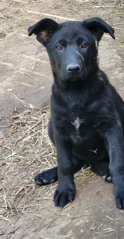 German Shepherd Dog Puppies media 7