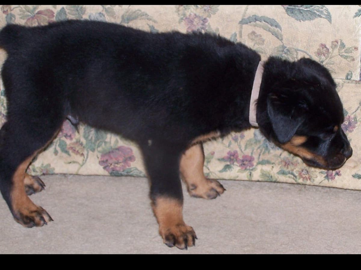 2 Males Pembroke Welsh Corgi Puppies breeder image 9