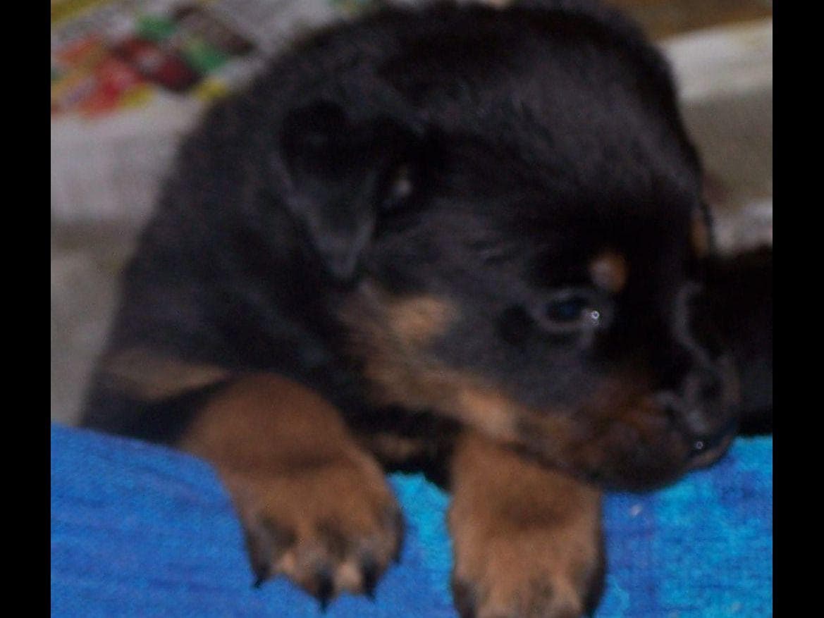 2 Males Pembroke Welsh Corgi Puppies breeder image 11