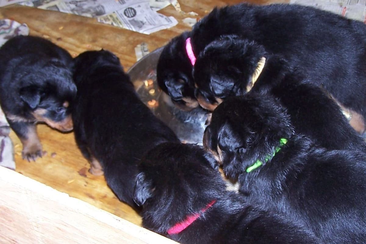 2 Males Pembroke Welsh Corgi Puppies breeder image 5