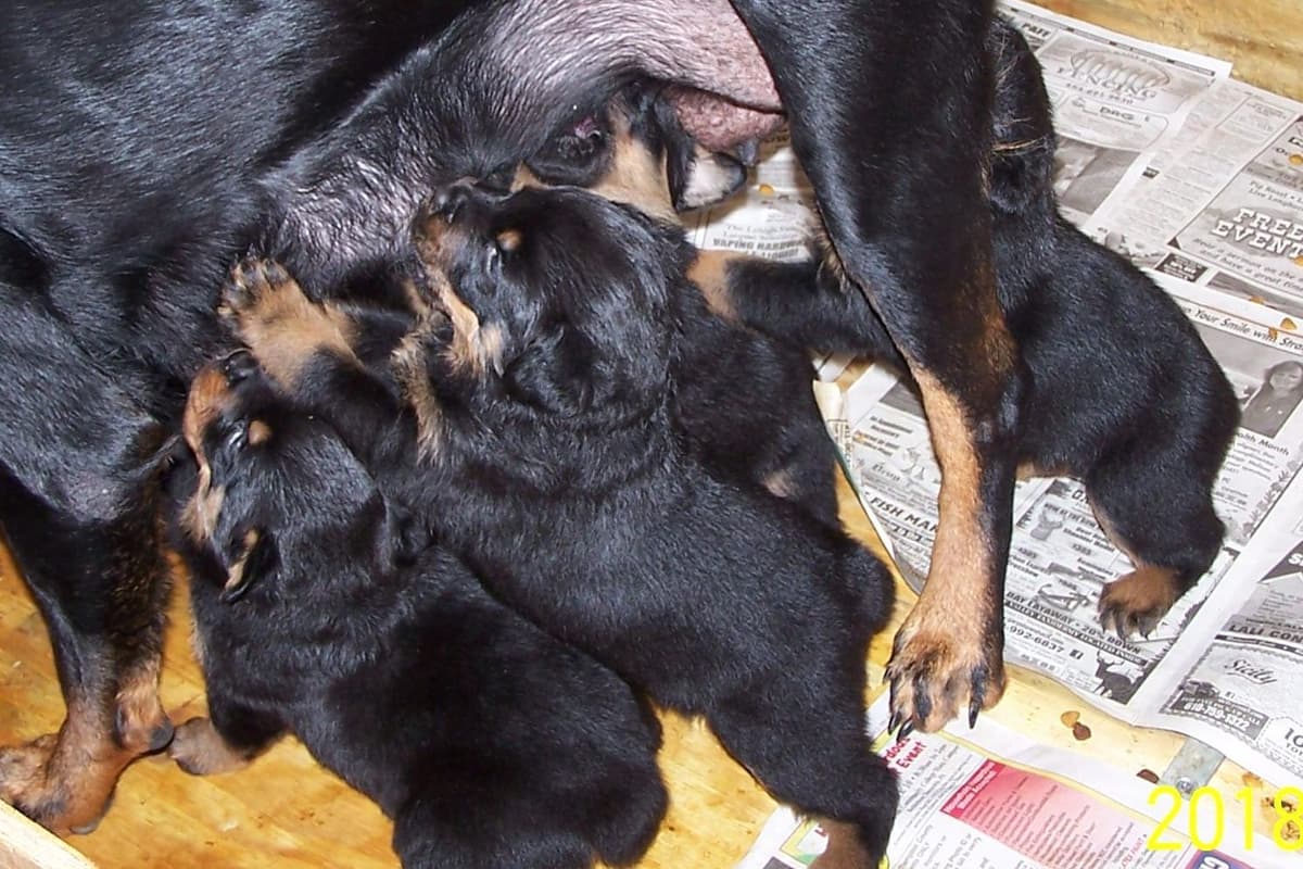 2 Males Pembroke Welsh Corgi Puppies breeder image 3