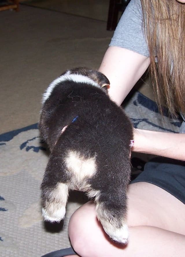2 Males   Pembroke Welsh Corgi Puppies media 2