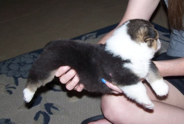 2 Males   Pembroke Welsh Corgi Puppies media 3