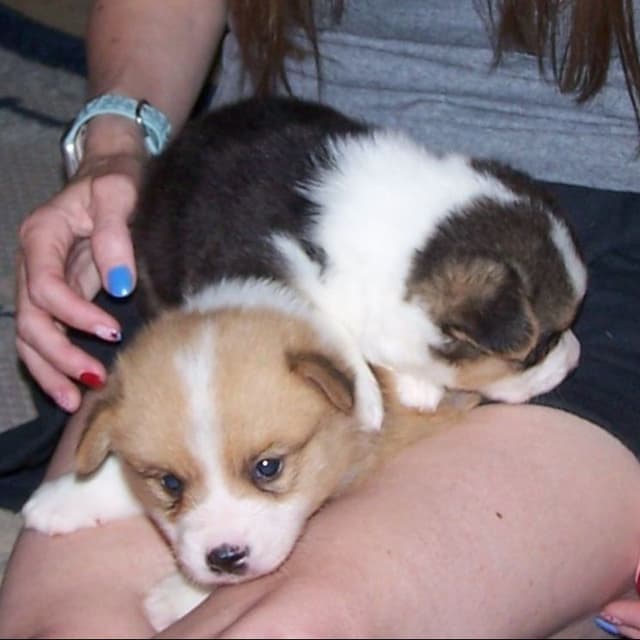 2 Males   Pembroke Welsh Corgi Puppies media 4